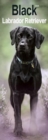 Black Labrador Retriever Slim Calendar 2025 Dog Breed Slimline Calendar - 12 Month - Book