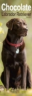 Chocolate Labrador Retriever Slim Calendar 2025 Dog Breed Slimline Calendar - 12 Month - Book