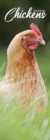 Chickens Slim Calendar 2025 Bird Slimline Calendar - 12 Month - Book
