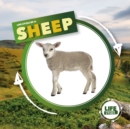 Life Cycle of a Sheep - Book