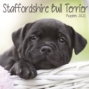 Staffordshire Bull Terrier Puppies Mini Square Wall Calendar 2021 - Book