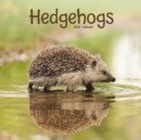 Hedgehogs Square Wall Calendar 2022 - Book