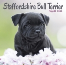 Staffordshire Bull Terrier Puppies Mini Square Wall Calendar 2022 - Book