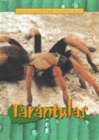 Tarantulas - Book