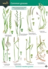 Guide to Common Grasses - Book
