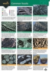 A Guide to Common Fossils - Book