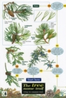 Tree Name Trail : A Key to Common Trees - Book
