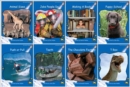 Red Rocket Readers : Early Level 3 Non-Fiction Set A Pack - Book