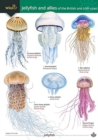 Jellyfish and allies of the British and Irish Coast - Book