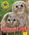 Wildlife Watchers: Tawny Owl - Book