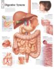 Digestive System Paper Poster - Book