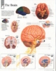 Brain Laminated Poster - Book