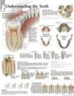 Understanding the Teeth Laminated Poster - Book