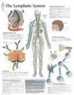 Lymphatic System Laminated Poster - Book