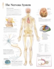 Nervous System Laminated Poster - Book