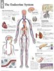 Endocrine System Laminated Poster - Book