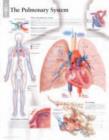 Pulmonary System Laminated Poster - Book