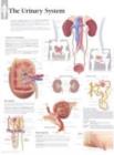 Urinary System Paper Poster - Book