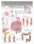 Digestive Process Laminated Poster - Book