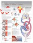 Blood & Blood Pressure Laminated Poster - Book