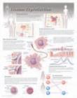 Human Reproduction Laminated Poster - Book