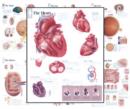 Body Organ Wall Chart Set - Book