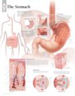 Stomach Paper Poster - Book
