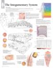 Integumentary System Laminated Poster - Book