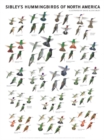 Sibley's Hummingbirds of North America - Book