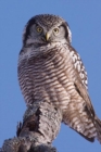 Hawk Owl Blank Journal - Book