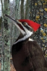 Pileated Woodpecker Blank Journal - Book