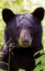 Black Bear Portrait Blank Journal - Book