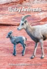 Our Arizona: Baby Animals : Baby Animals - Book