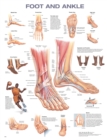 Foot and Ankle Anatomical Chart - Book