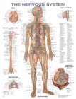 The Nervous System Anatomical Chart - Book