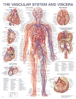 The Vascular System and Viscera Anatomical Chart - Book