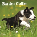Border Collie Puppies 2020 Mini Wall Calendar - Book