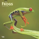 Frogs 2020 Square Wall Calendar - Book