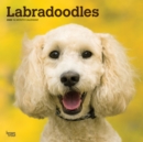 Labradoodles 2020 Square Wall Calendar - Book