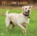 Labrador Retrievers, Yellow 2020 Square Wall Calendar - Book