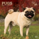 Pugs 2020 Square Wall Calendar - Book