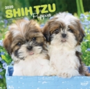 Shih Tzu Puppies 2020 Square Wall Calendar - Book