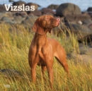 Vizslas 2020 Square Wall Calendar - Book