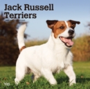 Jack Russell Terriers Intl 2020 Square Wall Calendar - Book