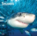 Sharks 2021 Square Calendar - Book