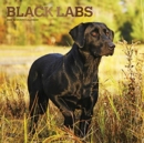 LABRADOR RETRIEVERS BLACK 2022 SQUARE FO - Book