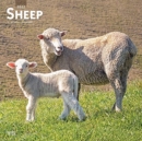 SHEEP 2022 SQUARE - Book