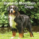 BERNESE MOUNTAIN DOGS 2022 SQUARE - Book