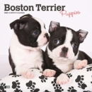 BOSTON TERRIER PUPPIES 2022 SQUARE - Book