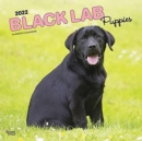 LABRADOR RETRIEVER PUPPIES BLACK 2022 SQ - Book